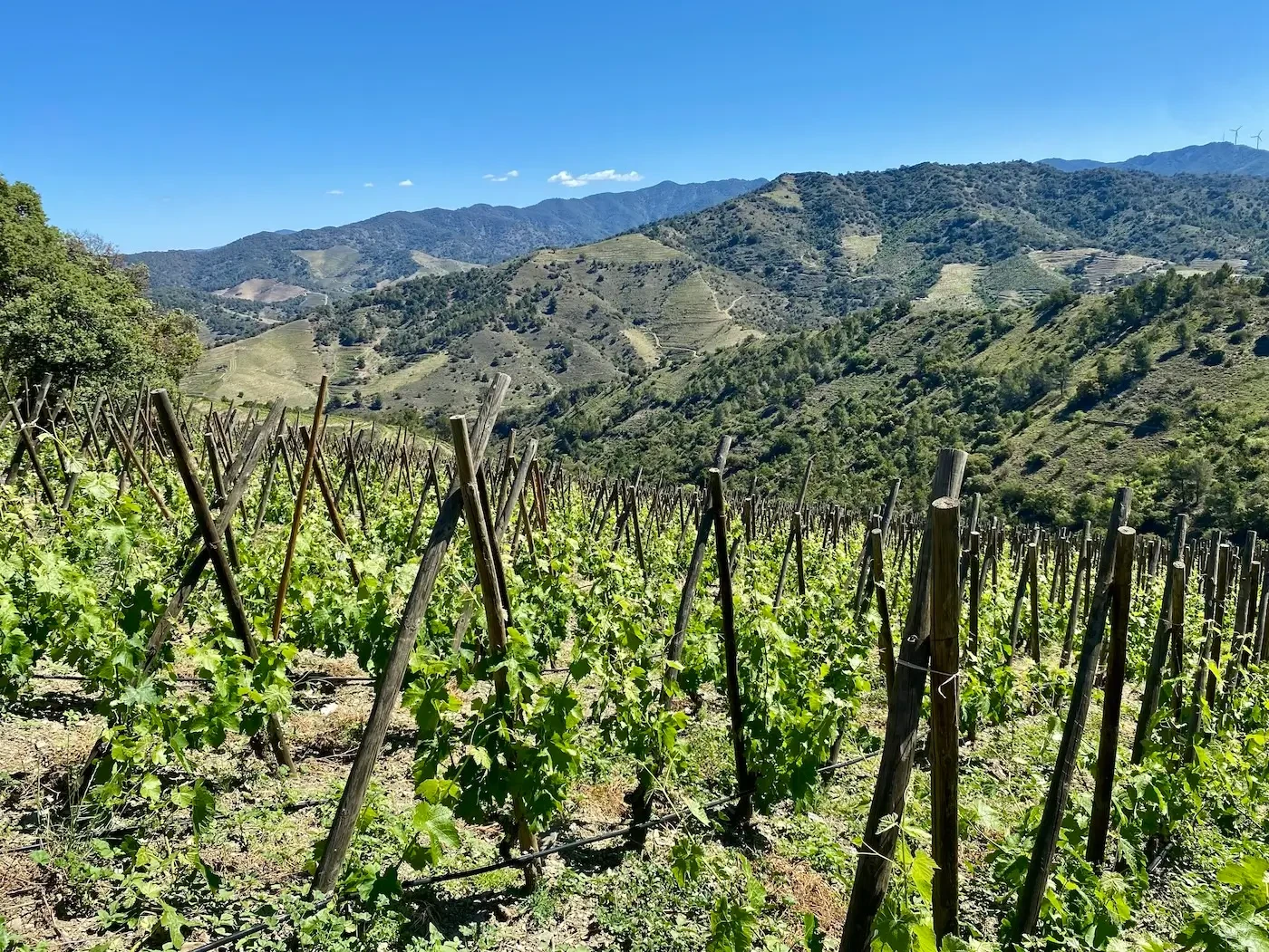 Vineyards in spring on the hillsides of the priorat