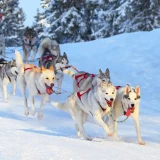 dogs pulling a sled through the snow on a sunny day in the Pyrenees