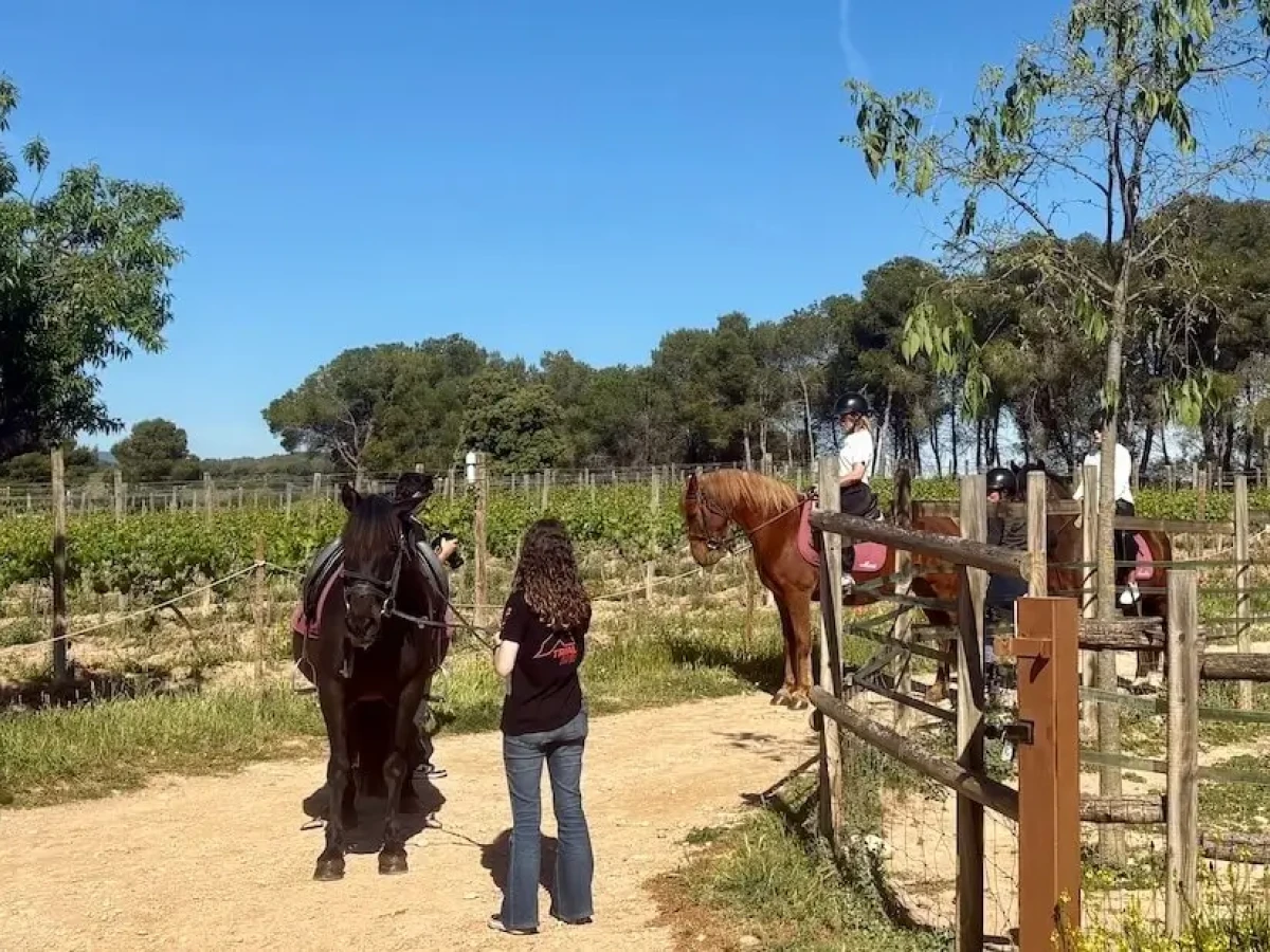 horses and riders waiting to start a ride through the vineyards