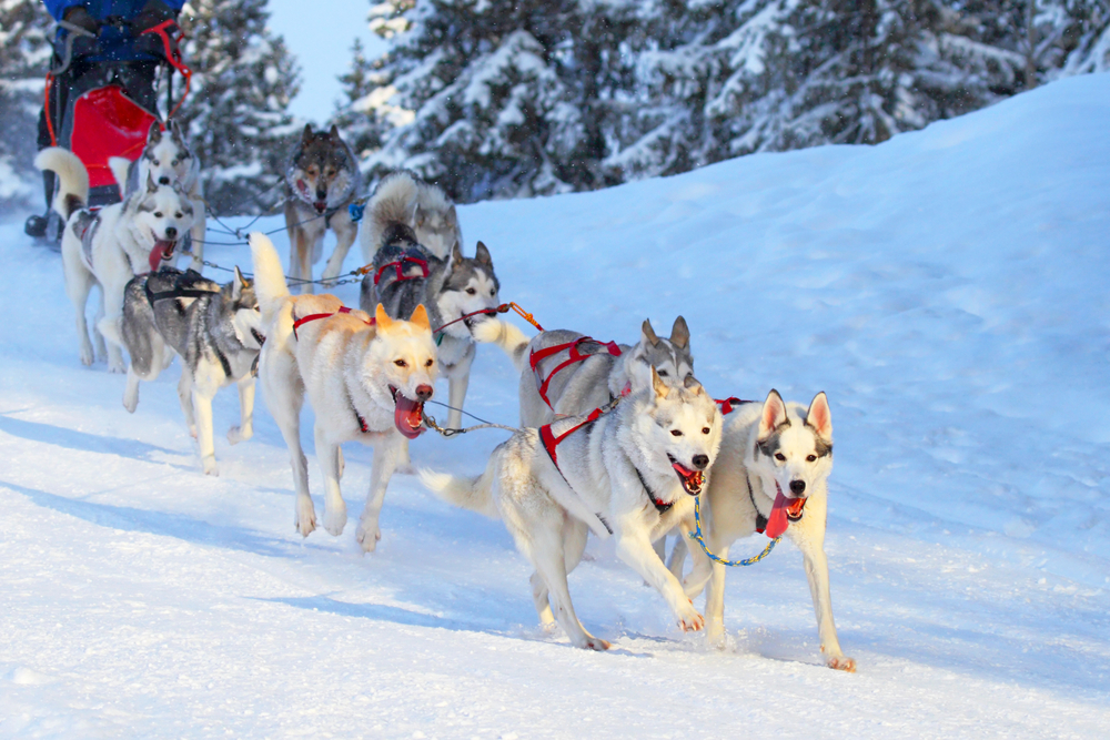 Dogs pulling a sled