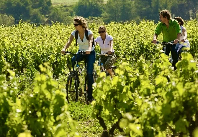 A family cycling in a vineyard