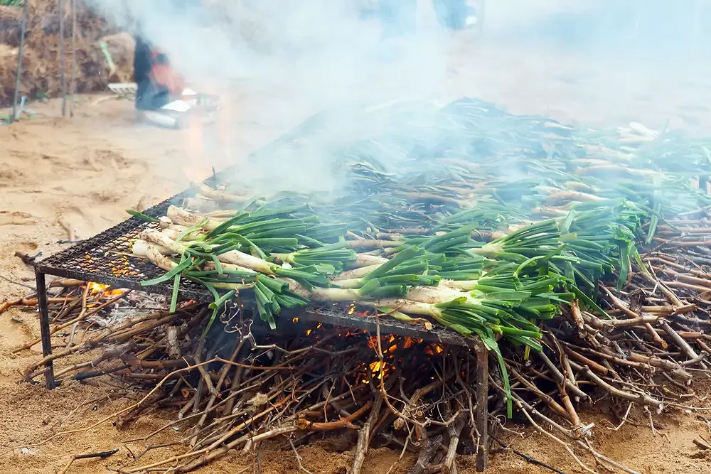 Roasting calcots on a large open fire
