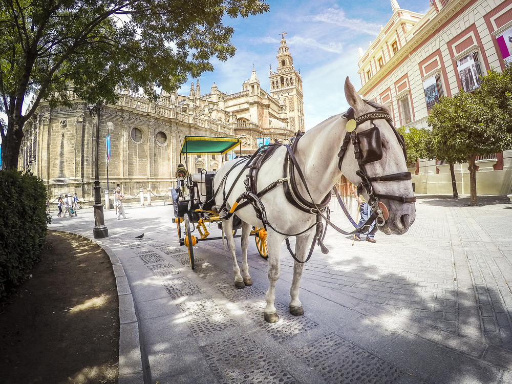 A horse and carriage waiting on a street in Seville