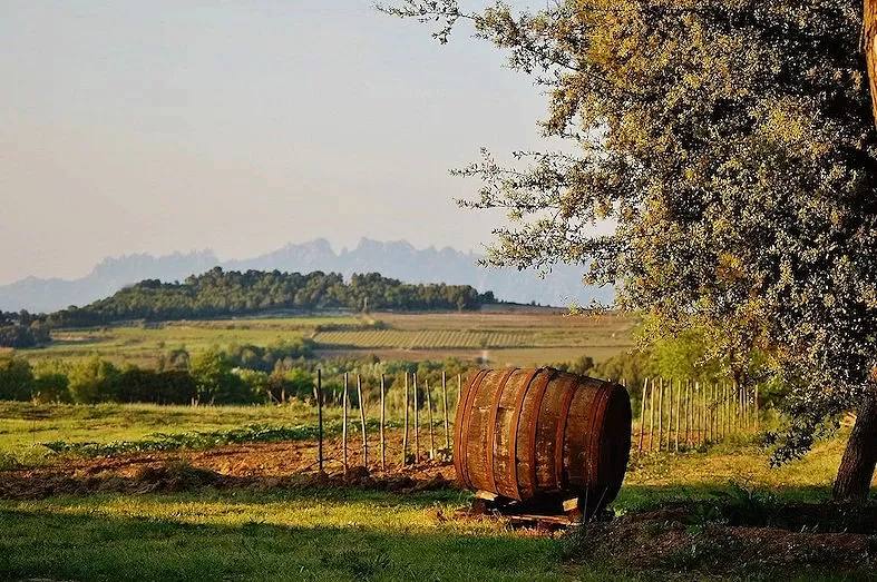 Vineyards with a large old wine barrel in the Penedes