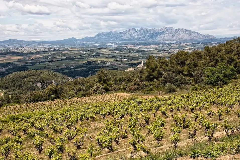 Vineyards with Montserrat seen from Llopart winery