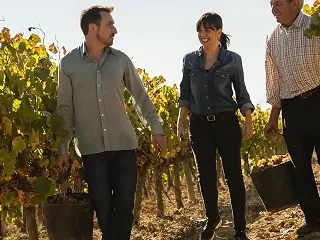 People walking in a vineyard